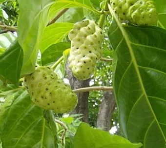 노니 효능 칼로리 섭취량_2