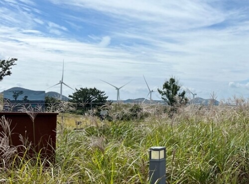 제주 반려동물 동반여행 구팔일 댕댕이 레이싱