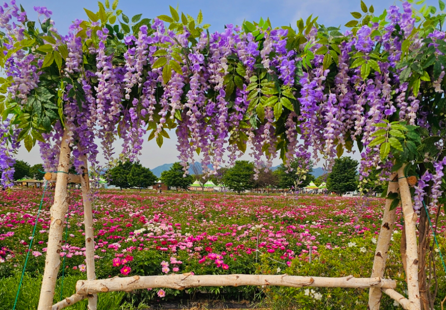 강나루생태공원에 작약2