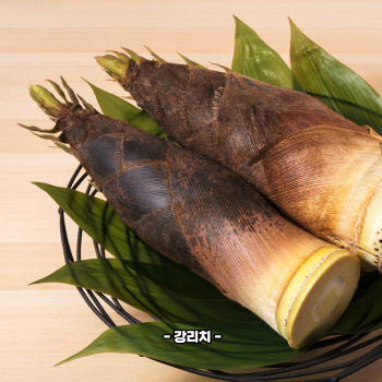 죽순 채취 시기