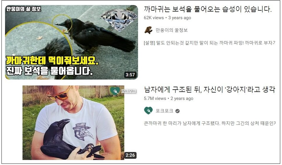 까마귀의-보은과-친화력을-소개하는-콘텐츠-사진