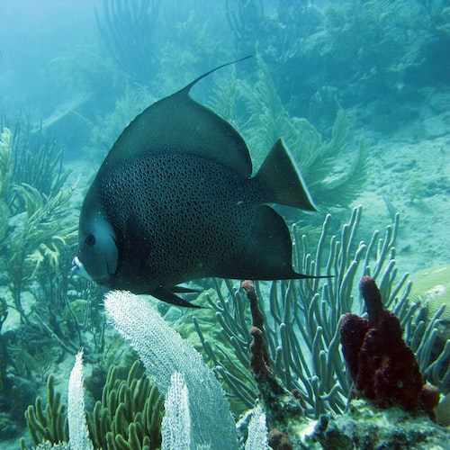 How to Create the Optimal Fish Tank Environment