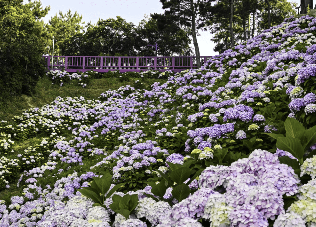 장생포 수국축제