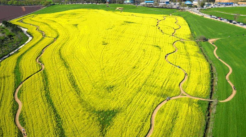 고창청보리밭사진3