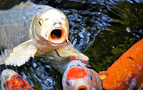 물 속에 커다란 잉어 4마리가 있다. 한 마리는 입을 크게 벌린 채 정면을 바라보고 비늘은 회색이다. 다른 3마리는 주황색 잉어와 줄무늬가 섞인 잉어들이다.