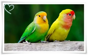 앵무새 분양 가격 키우기 분양 수명 먹이 성격 종류_19