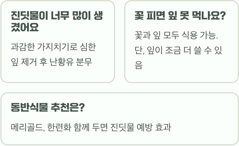 와일드루꼴라, 진딧물 없이 유기농으로 건강하게 키우는 법