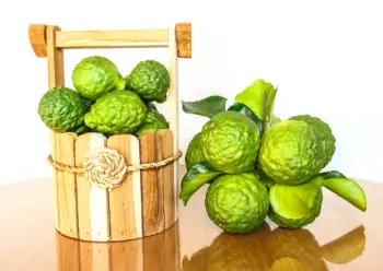 베르가못 효능 효과&amp;#44; 베르가못 제품