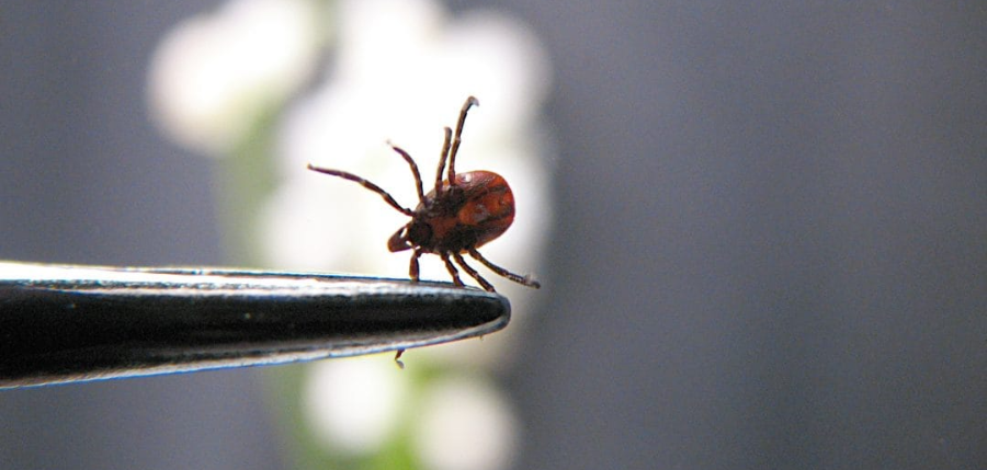 진드기와 진드기들이 전파하는 병원체의 번식을 촉진