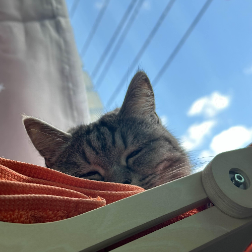 고양이 숨숨집