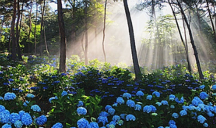 해남 포레스트 수목원