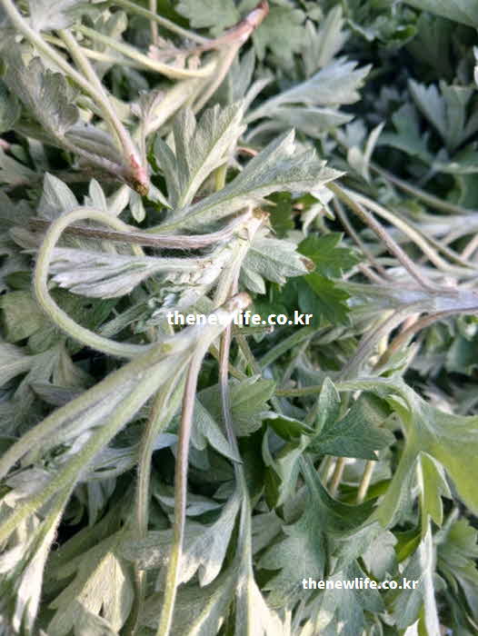 쑥 효능 부작용 성질