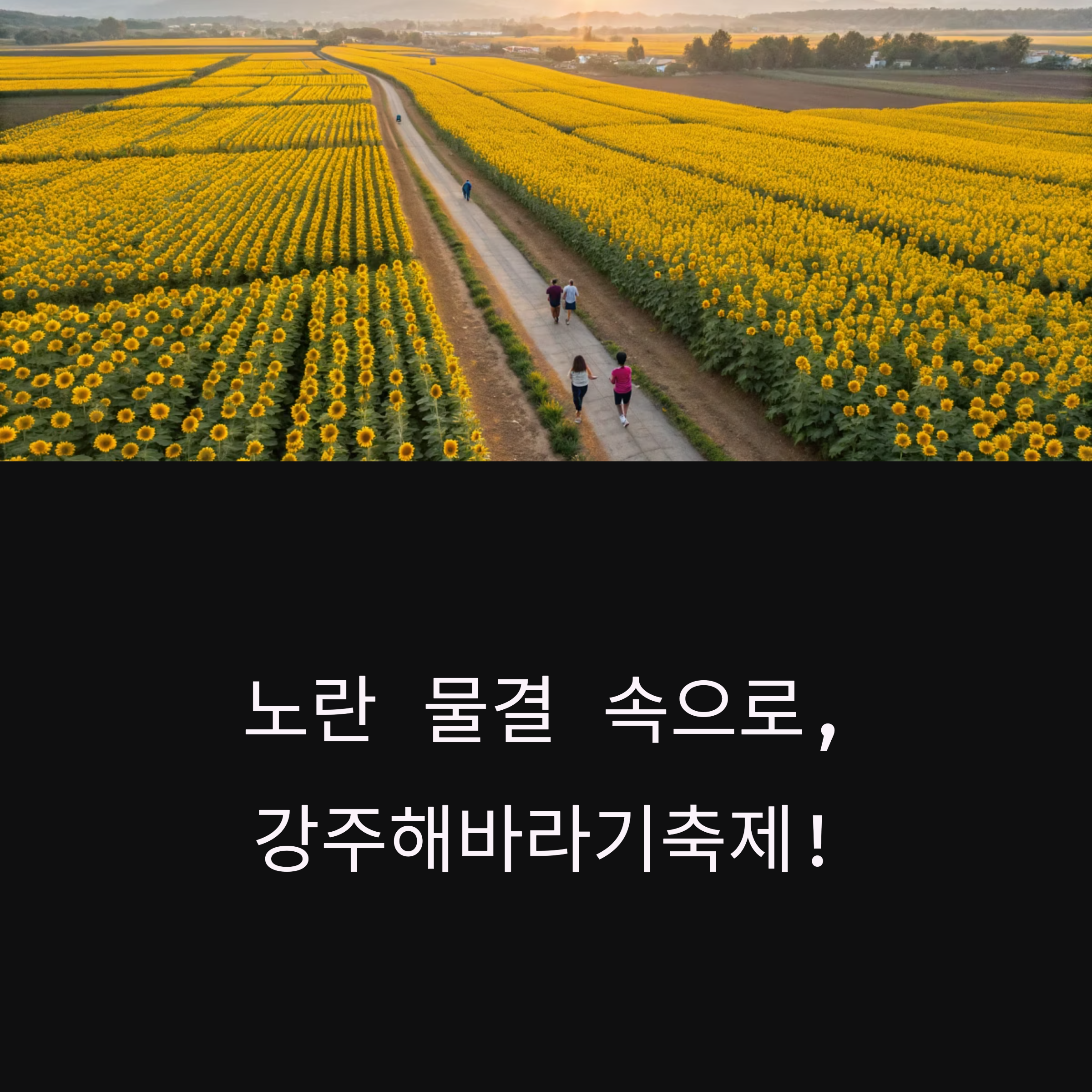 함안 강주해바라기축제