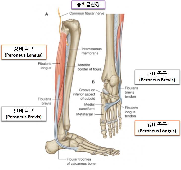 발목의 힘과 조화: 외측 근육군의 미묘한 역할(Peroneus Brevis/Longus) 장비골근 부착부