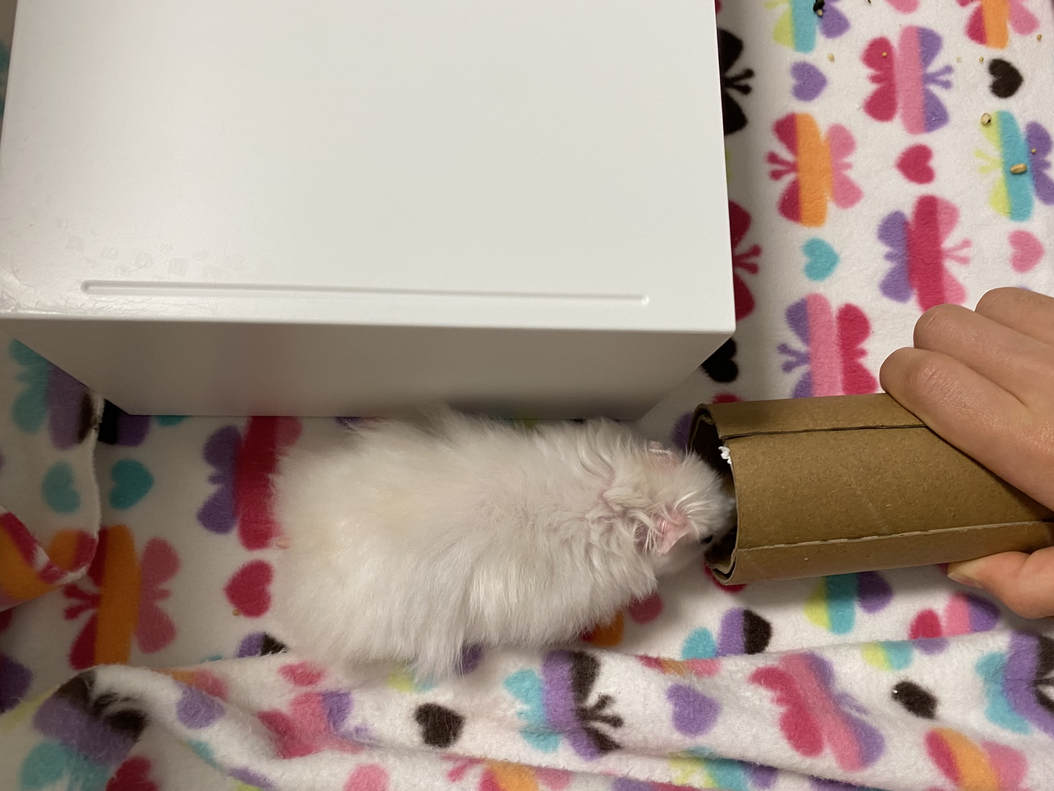 휴지심으로 들어가는 흰둥이