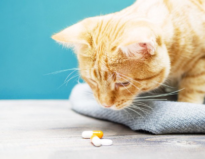 약을 보는 고양이.