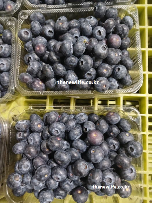블루베리 효능이 가장 뛰어난 제철 시기와 차가운 성질을 보여주는 신선한 실사진