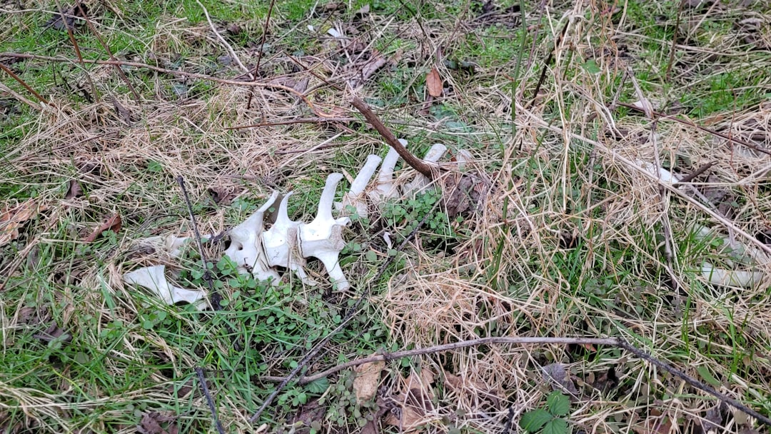 Pelvis