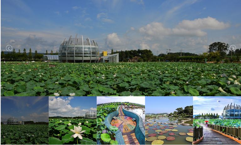 백련지 전경