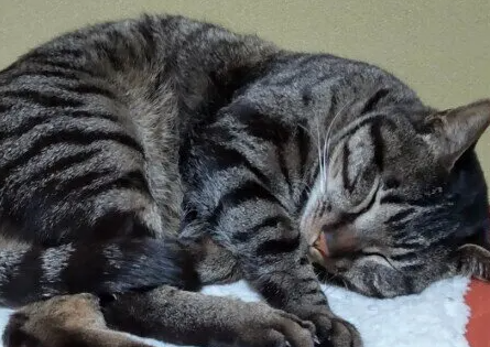 고양이 화상이 일어나기 쉬운 상황