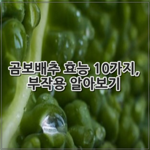 곰보배추 효능 10가지, 부작용 알아보기
