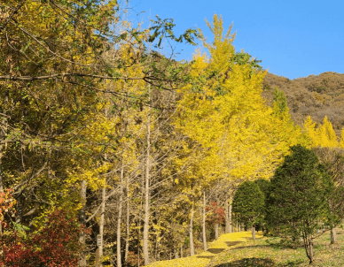 [명품숲길 50선 가을단풍 산행 ③] 청년 김대건길 : 역사와 단풍이 만나는 용인의 순례숲