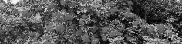 장미 삽목 방법: 장미 넝쿨, 장미 덩굴