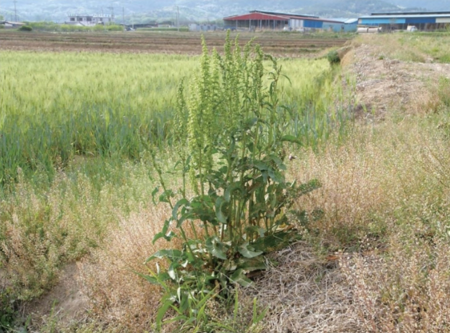 야생에서 다른 풀들과 함께 잘 자라고 있는 소리쟁이풀을 확대를 하여 찍은 사진