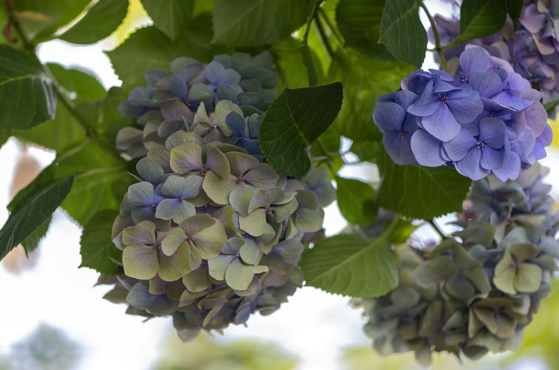 잎사귀 사이로 피어있는 수국