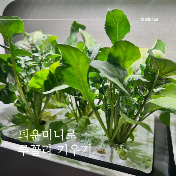 루콜라 재배 직파 심기 통풍 관리 초기 생육_5