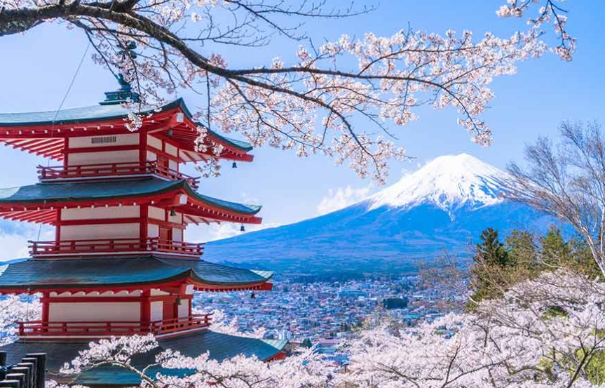 일본 벚꽃 축제