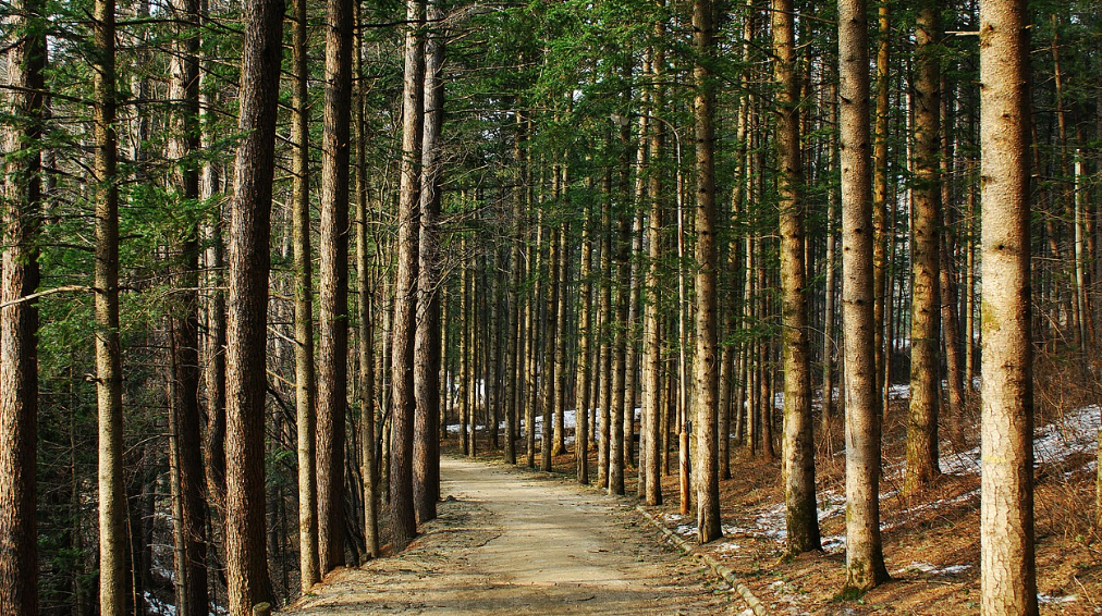인제 자작나무숲