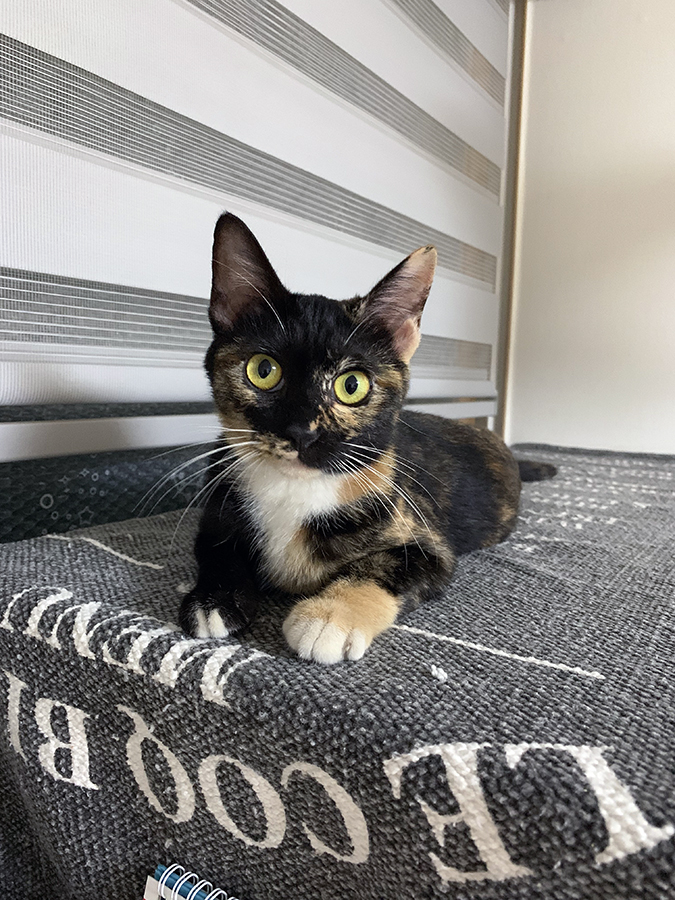 고양이 우리집에 온날