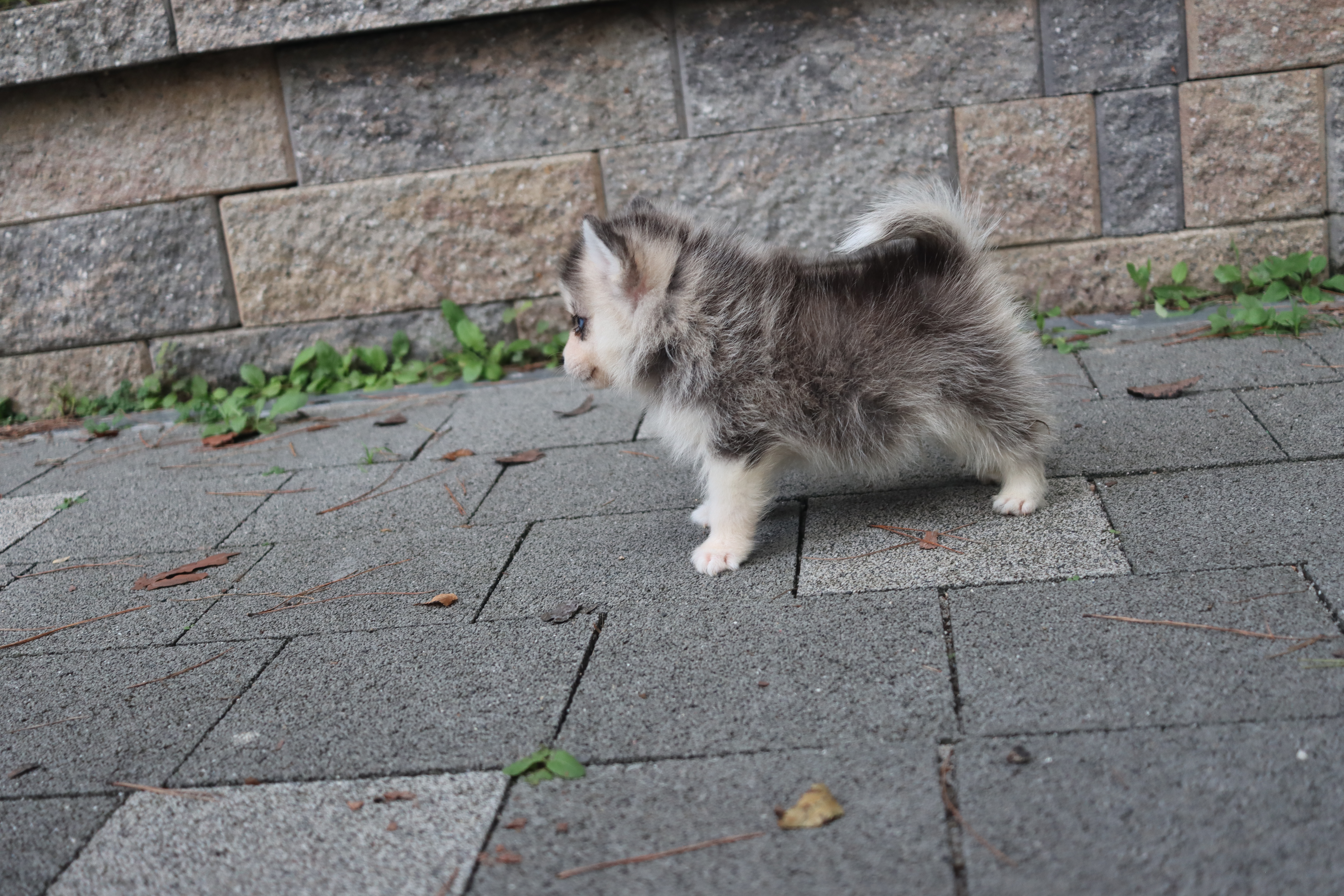 폼스키분양 배변훈련