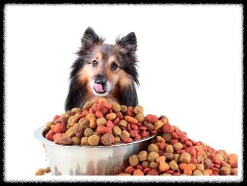 강아지 사료 급여량 계산 가이드