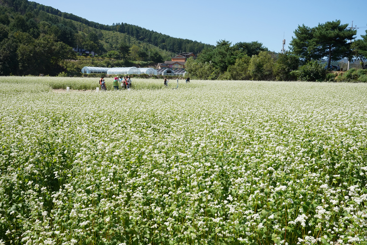 효석문화제 현장사진