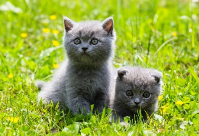 브리티시 짧은 머리 아기 고양이 이미지
