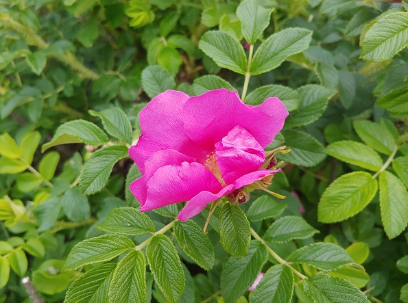 해당화