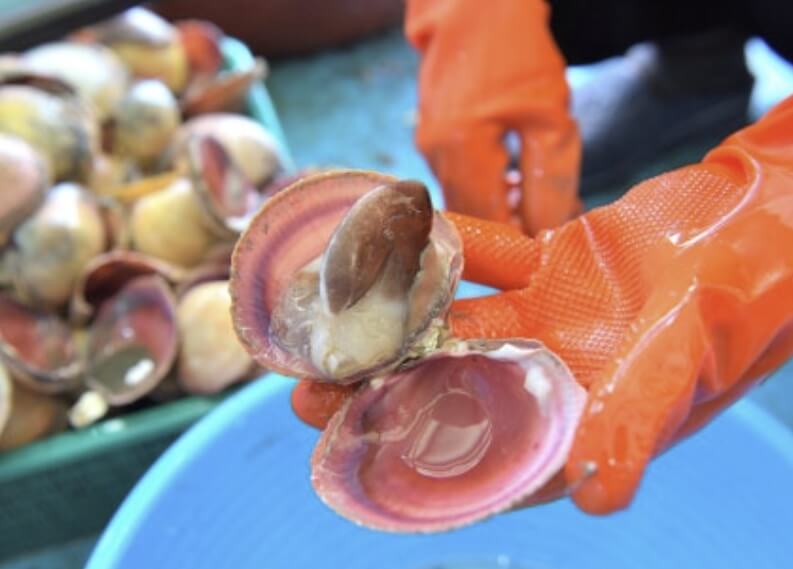 홍성 남당항 새조개 축제 2026