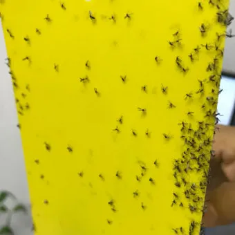 화분 뿌리파리 생기는 원인과 퇴치법 완벽 정리_4