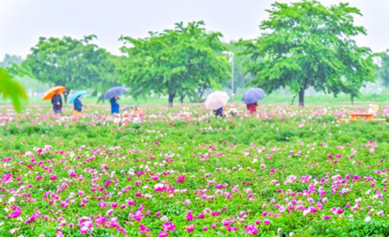 함안 강나루생태공원 작약·청보리 관련 사진