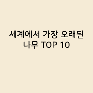 세계에서 가장 오래된 나무 TOP 10
