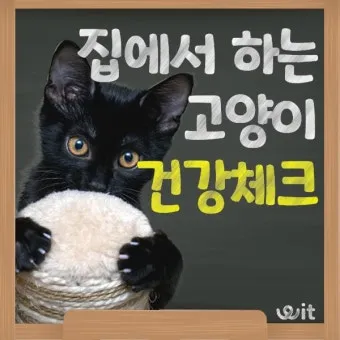 집에서 고양이 건강 확인하는 방법, 체크리스트_30