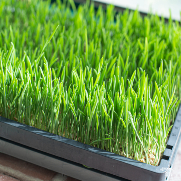 새싹보리 효능│새싹보리 효능 알고 드세요!