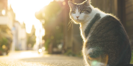 뒤돌아보는 고양이