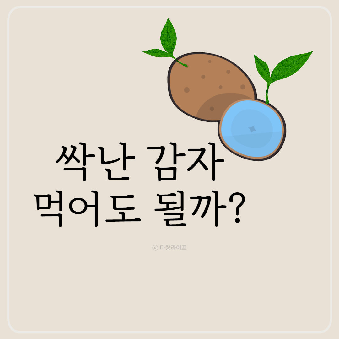 싹난감자 먹어도 될까 싹감자 감자싹 섭취
