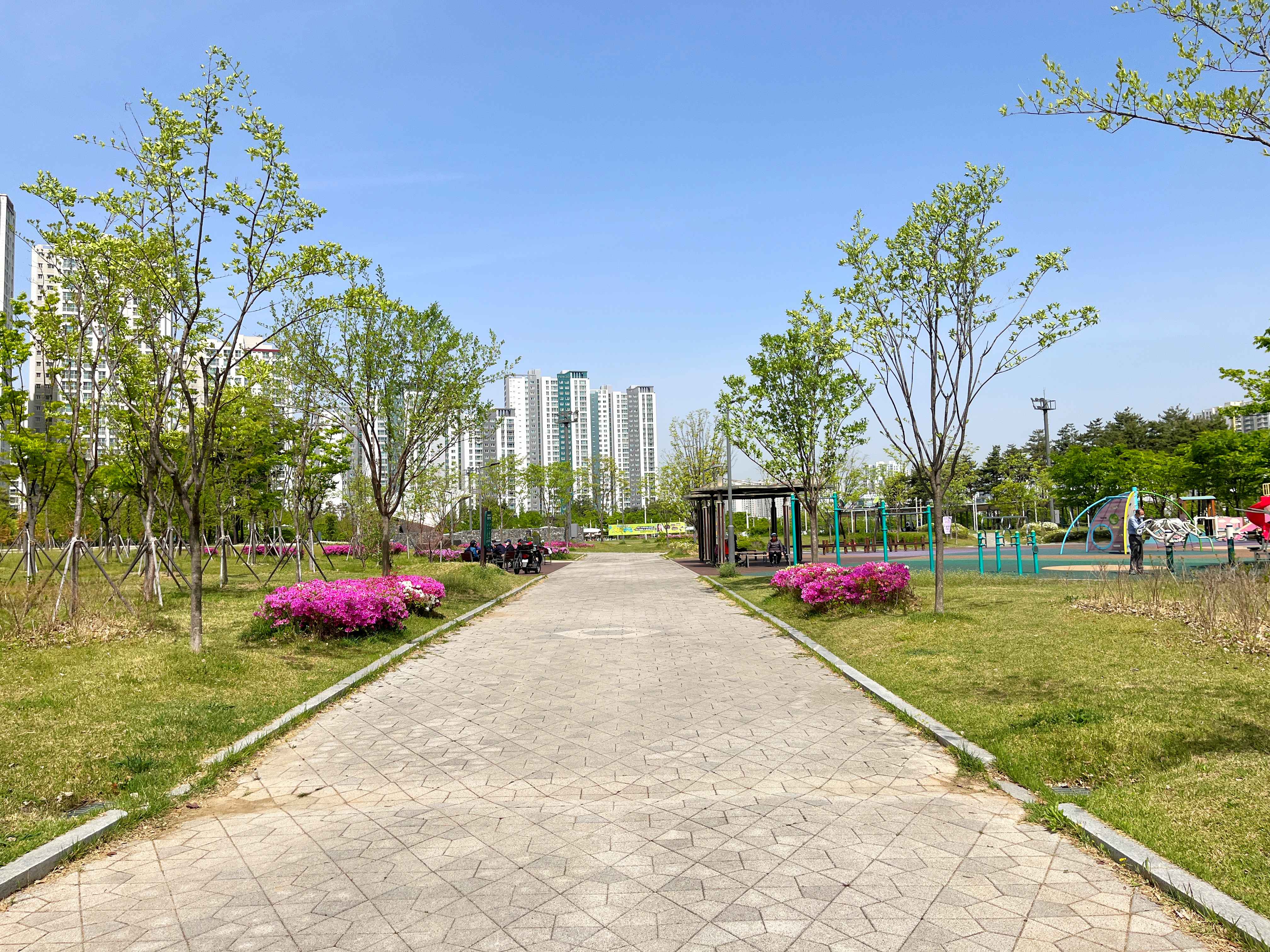 미사호수공원 튤립