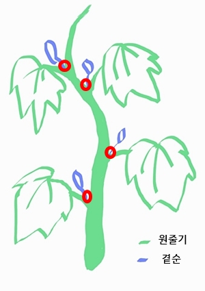 오이 곁순 제거