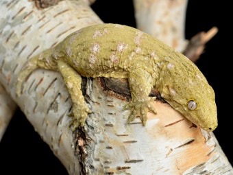 저난이도 사육 도마뱀의 대표주자 : 리크 게코의 모든 것!