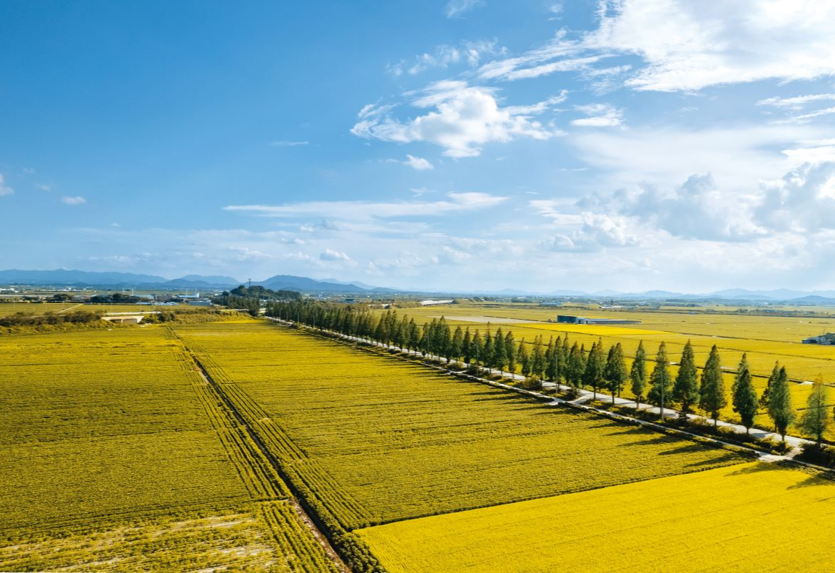 김제 정착 리얼 가이드 &mdash; 평야 한가운데, 조용하고 단단한 도시